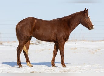 American Quarter Horse, Gelding, 5 years, 14,2 hh, Sorrel