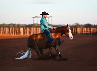 American Quarter Horse Mix, Gelding, 5 years, 14,2 hh, Sorrel