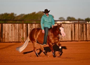 American Quarter Horse Mix, Gelding, 5 years, 14,2 hh, Sorrel