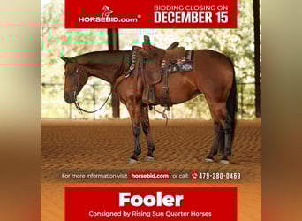 American Quarter Horse, Gelding, 5 years, 14,3 hh, Bay