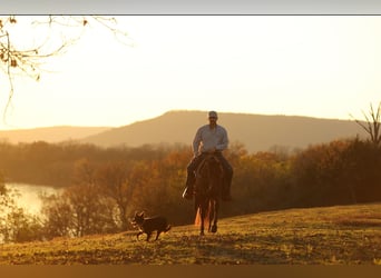 American Quarter Horse, Gelding, 5 years, 14,3 hh, Bay