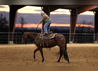 American Quarter Horse, Gelding, 5 years, 14,3 hh, Bay