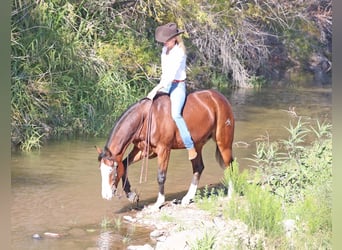 American Quarter Horse, Gelding, 5 years, 14,3 hh, Bay