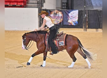 American Quarter Horse, Gelding, 5 years, 14,3 hh, Bay