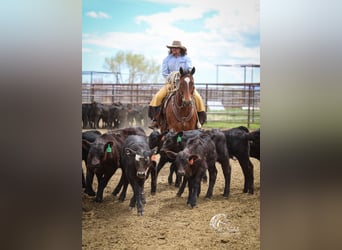 American Quarter Horse, Gelding, 5 years, 14,3 hh, Bay
