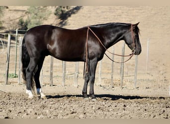 American Quarter Horse, Gelding, 5 years, 14,3 hh, Black
