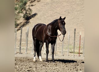 American Quarter Horse, Gelding, 5 years, 14,3 hh, Black