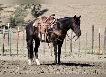 American Quarter Horse, Gelding, 5 years, 14,3 hh, Black