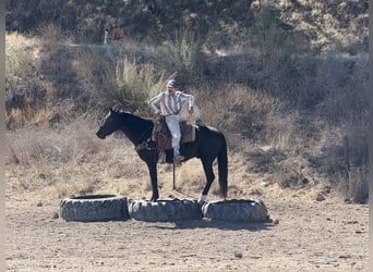 American Quarter Horse, Gelding, 5 years, 14,3 hh, Black
