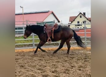 American Quarter Horse, Gelding, 5 years, 14,3 hh, Brown