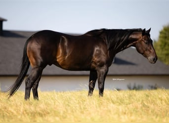 American Quarter Horse, Gelding, 5 years, 14,3 hh, Brown
