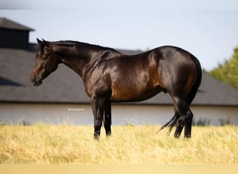 American Quarter Horse, Gelding, 5 years, 14,3 hh, Brown