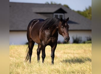 American Quarter Horse, Gelding, 5 years, 14,3 hh, Brown