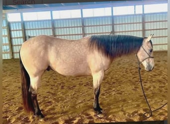 American Quarter Horse, Gelding, 5 years, 14,3 hh, Buckskin