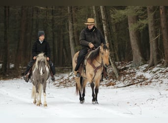 American Quarter Horse, Gelding, 5 years, 14,3 hh, Buckskin