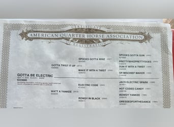 American Quarter Horse, Gelding, 5 years, 14,3 hh, Buckskin