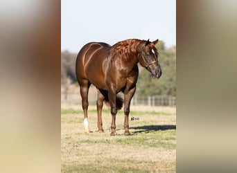 American Quarter Horse, Gelding, 5 years, 14,3 hh, Chestnut