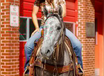 American Quarter Horse, Gelding, 5 years, 14,3 hh, Gray