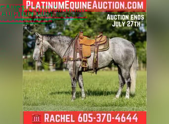 American Quarter Horse, Gelding, 5 years, 14,3 hh, Gray