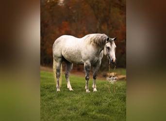 American Quarter Horse, Gelding, 5 years, 14,3 hh, Grey-Dapple
