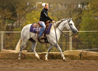American Quarter Horse, Gelding, 5 years, 14,3 hh, Grey-Dapple