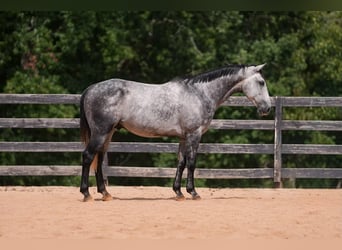 American Quarter Horse, Gelding, 5 years, 14,3 hh, Grey