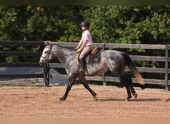 American Quarter Horse, Gelding, 5 years, 14,3 hh, Grey