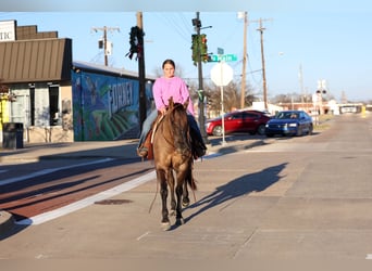 American Quarter Horse, Gelding, 5 years, 14,3 hh, Grullo