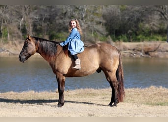 American Quarter Horse, Gelding, 5 years, 14,3 hh, Grullo