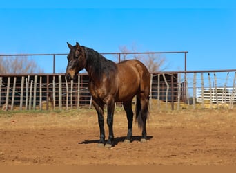 American Quarter Horse, Gelding, 5 years, 14,3 hh, Grullo