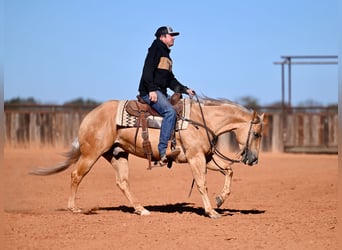 American Quarter Horse, Gelding, 5 years, 14,3 hh, Palomino