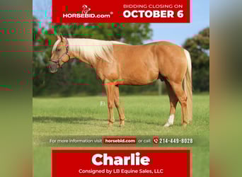 American Quarter Horse, Gelding, 5 years, 14,3 hh, Palomino