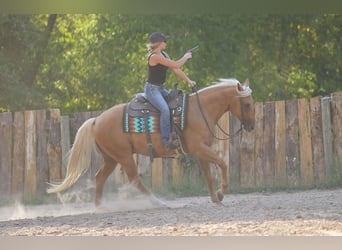 American Quarter Horse, Gelding, 5 years, 14,3 hh, Palomino