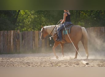 American Quarter Horse, Gelding, 5 years, 14,3 hh, Palomino