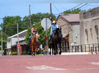 American Quarter Horse, Gelding, 5 years, 14,3 hh, Palomino