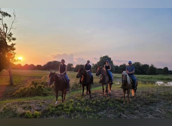 American Quarter Horse, Gelding, 5 years, 14,3 hh, Palomino