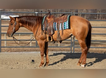 American Quarter Horse, Gelding, 5 years, 14,3 hh, Red Dun