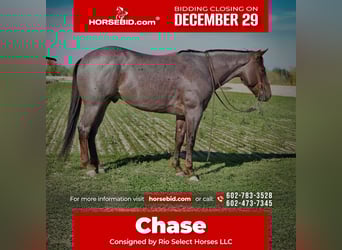 American Quarter Horse, Gelding, 5 years, 14,3 hh, Roan-Red