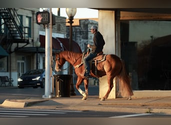 American Quarter Horse, Gelding, 5 years, 14,3 hh, Roan-Red