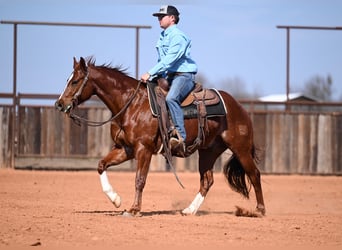 American Quarter Horse, Gelding, 5 years, 14,3 hh, Sorrel