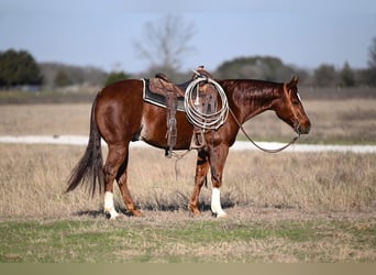 American Quarter Horse, Gelding, 5 years, 14,3 hh, Sorrel