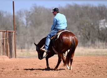 American Quarter Horse, Gelding, 5 years, 14,3 hh, Sorrel