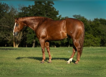 American Quarter Horse, Gelding, 5 years, 14,3 hh, Sorrel