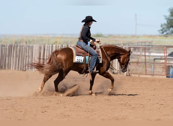 American Quarter Horse, Gelding, 5 years, 14,3 hh, Sorrel