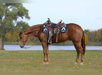 American Quarter Horse, Gelding, 5 years, 14,3 hh, Sorrel