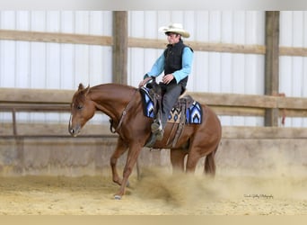 American Quarter Horse, Gelding, 5 years, 14,3 hh, Sorrel