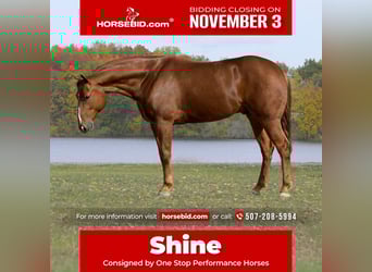 American Quarter Horse, Gelding, 5 years, 14,3 hh, Sorrel