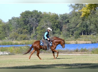 American Quarter Horse, Gelding, 5 years, 14,3 hh, Sorrel