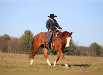 American Quarter Horse, Gelding, 5 years, 14,3 hh, Sorrel