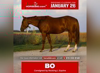 American Quarter Horse, Gelding, 5 years, 14,3 hh, Sorrel